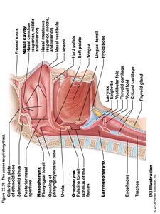 Sagittal section of the upper respiratory tract