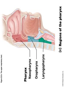 Regions of the pharynx