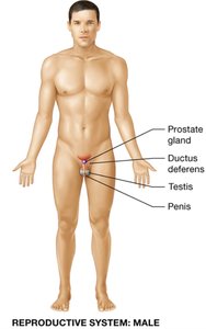 Female reproductive system
