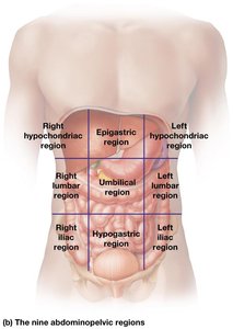 Abdominopelvic regions continued