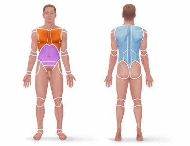 Surface anatomy regions on anterior and posterior views