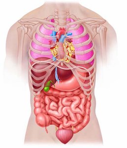 Abdominopelvic quadrants