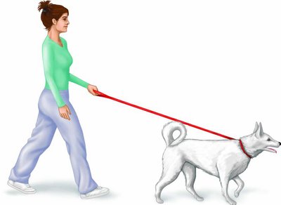 Anatomical terminology for orientation and direction in humans and quadrupeds