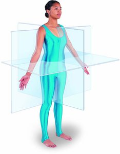 Body planes: sagittal, frontal, and transverse