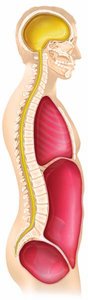 Lateral view of dorsal and ventral body cavities