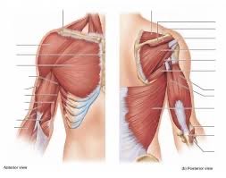 Shoulder muscle labeling