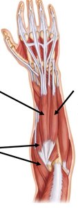 Forearm muscle labeling