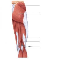 Thigh muscle labeling