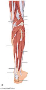 Leg muscle labeling