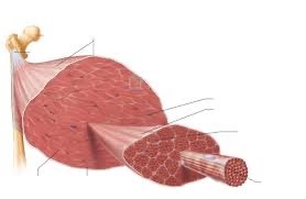 Skeletal muscle structure