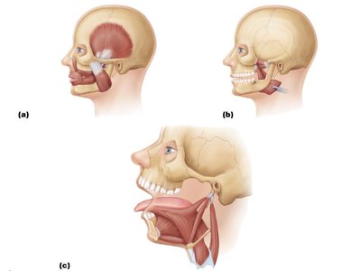Muscles of mastication and tongue