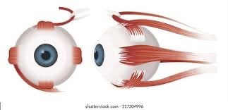 Extraocular muscles of the eye