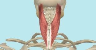 Neck muscles
