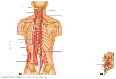 Muscles of the vertebral column