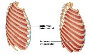 External and internal intercostal muscles