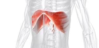 Diaphragm muscle