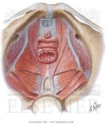 Pelvic floor muscles
