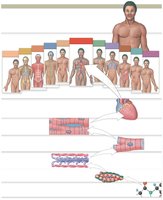 Levels of organization in the human body