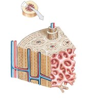 Diagrammatic view of osteons and lamellae in compact bone