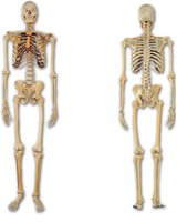 Anterior and posterior views of the skeleton