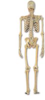 Posterior view of the skeleton