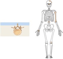 Irregular bone example: vertebra