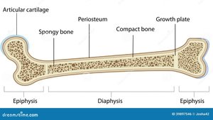 Long bone anatomy diagram