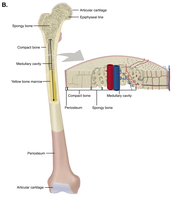 Long bone structure with medullary cavity and periosteum