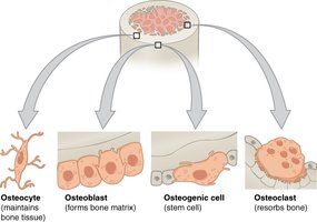 Types of bone cells: osteocyte, osteoblast, osteogenic cell, osteoclast