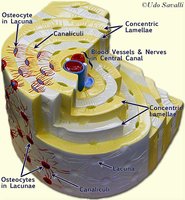 Structure of an osteon in compact bone