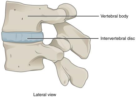 Intervertebral disc