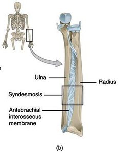 Syndesmosis between radius and ulna