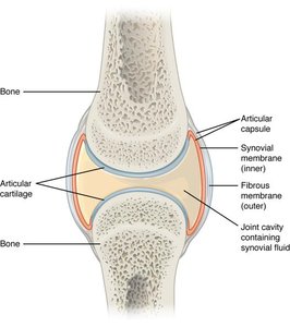 Synovial joint example
