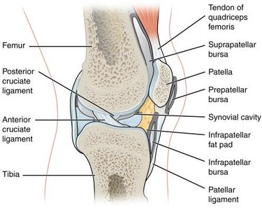 Accessory ligaments of the knee