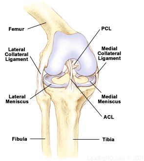 Meniscus in the knee joint
