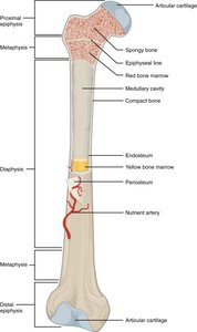Epiphyseal line synostosis