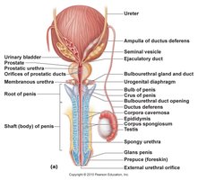 Male duct system anatomy