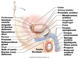 Accessory glands of the male reproductive system
