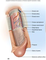 Anatomy of the penis: glans, prepuce, urethral orifice