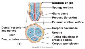 Cross-section of penis showing erectile tissues