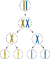 Diagram of meiosis