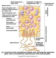 Stages of spermatogenesis
