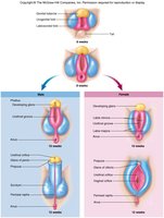 Development of external genitalia
