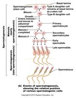 Spermatogenesis process