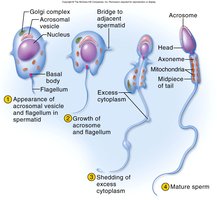 Spermatozoan structure