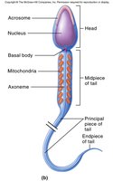 Detailed structure of spermatozoan
