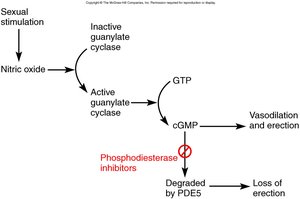 Mechanism of ED medications