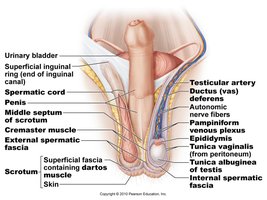 Male inguinal and scrotal region anatomy