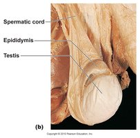 Testis, epididymis, and spermatic cord