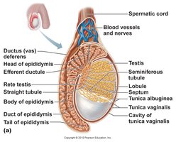 Testis anatomy and seminiferous tubules